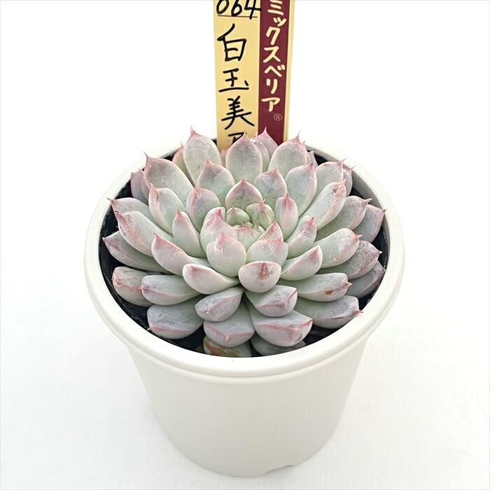 楽天市場】多肉植物 oriミックスベリア No.064 白玉美尼 多肉植物 お