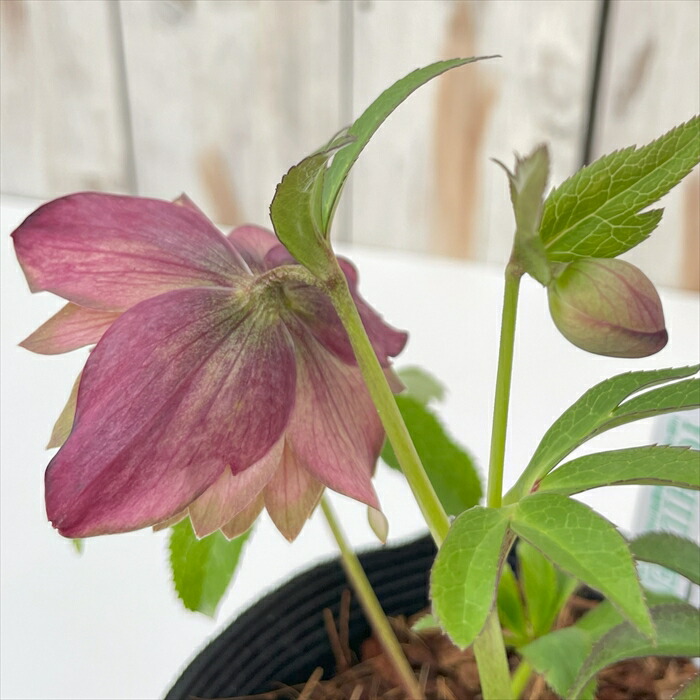 楽天市場】クリスマスローズ 吉田園芸 アンティークピエラ 0218-040