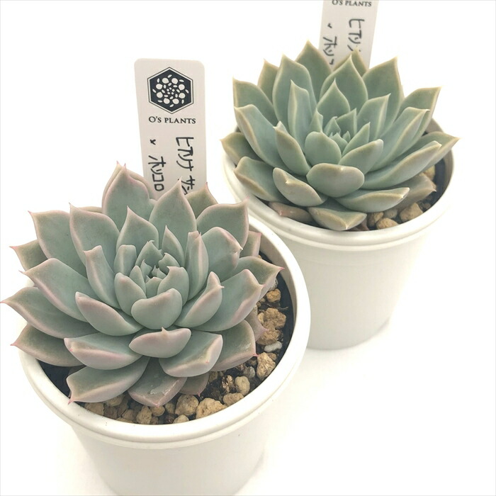 多肉植物 エケベリア オーズプランツ ホリコロ 50 実生 塾生株