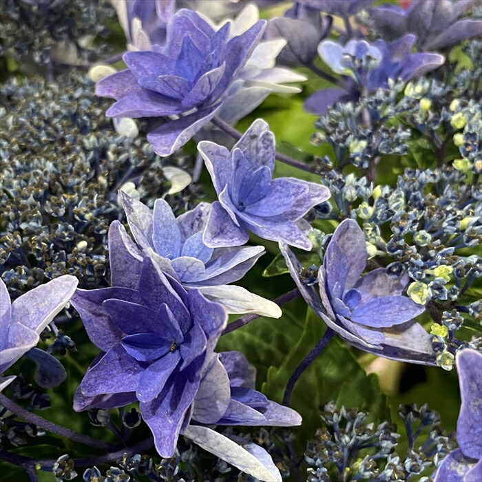 楽天市場】予約販売 アジサイ 雨のち星 9cm〜10.5cmポット