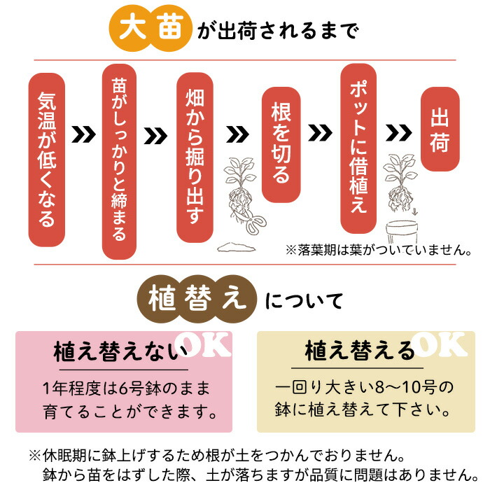 楽天市場】予約販売 バラ苗 バラ大苗 ロサ オリエンティス 葵の上 品種