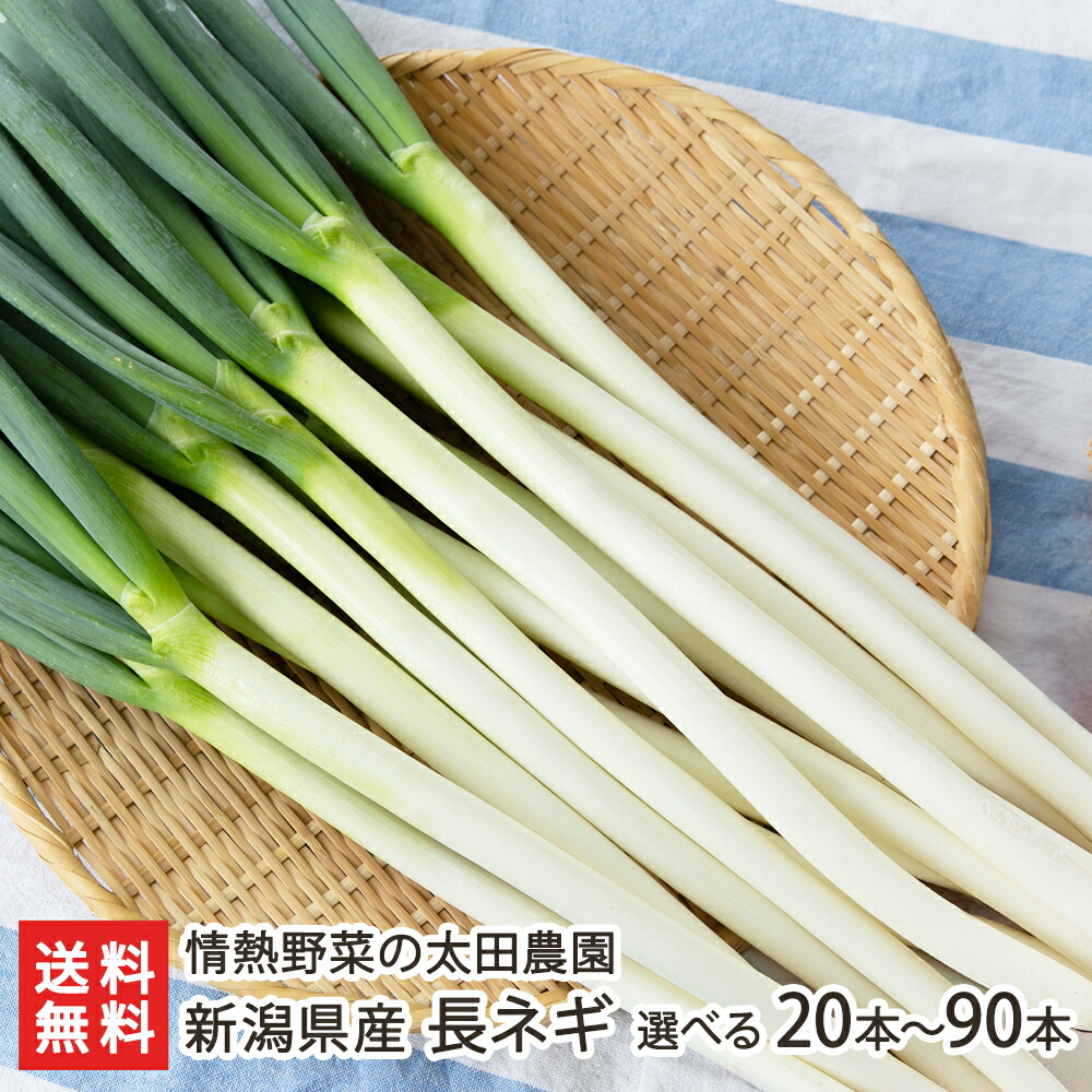 楽天市場】新潟県産 長ネギ 選べる 20本〜90本 情熱野菜の太田農園