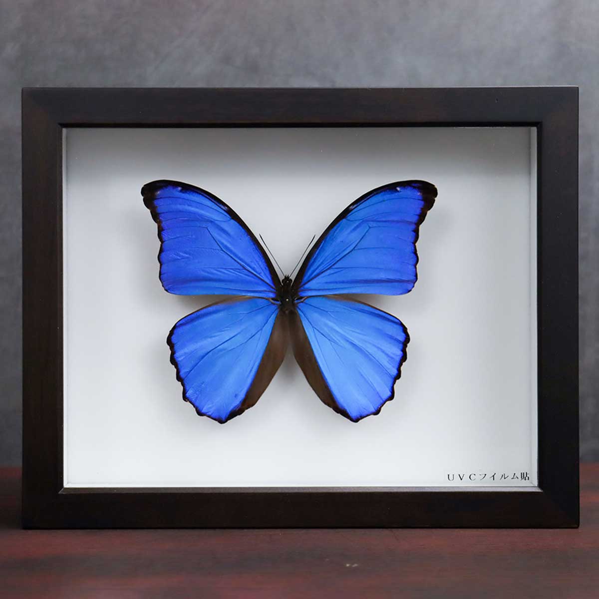 楽天市場】送料無料 昆虫標本箱（ドイツ箱）昭和55年からの実績