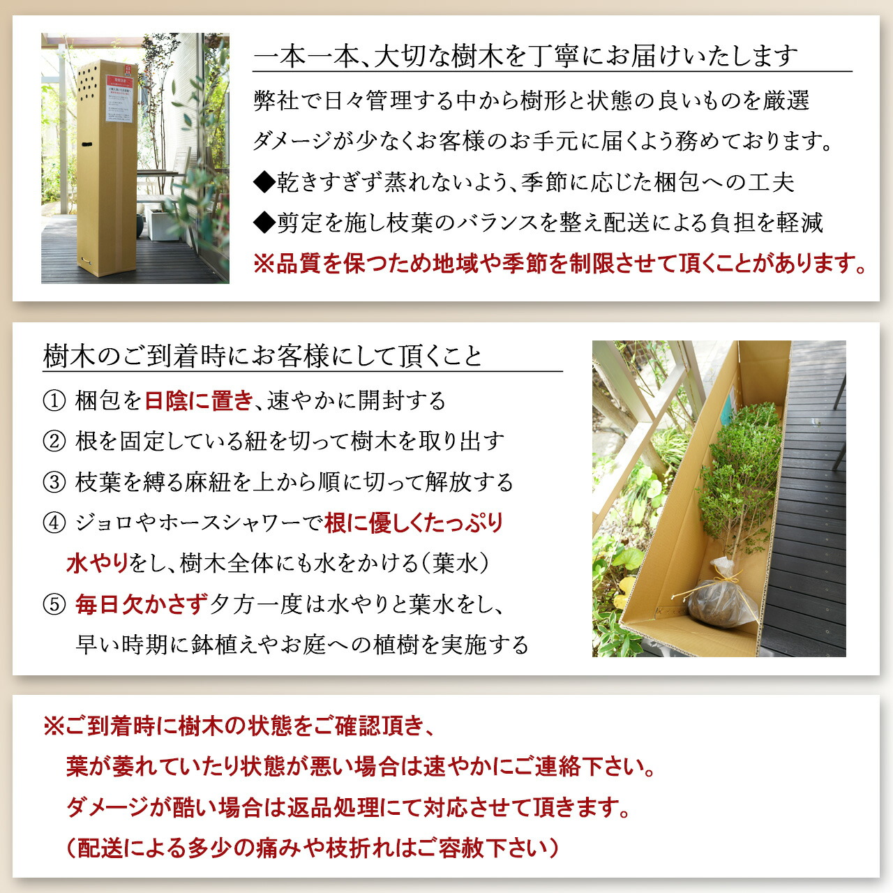 楽天市場】【現品】山採り【ハイノキ】株立ち 自然風樹形 樹高H≒225