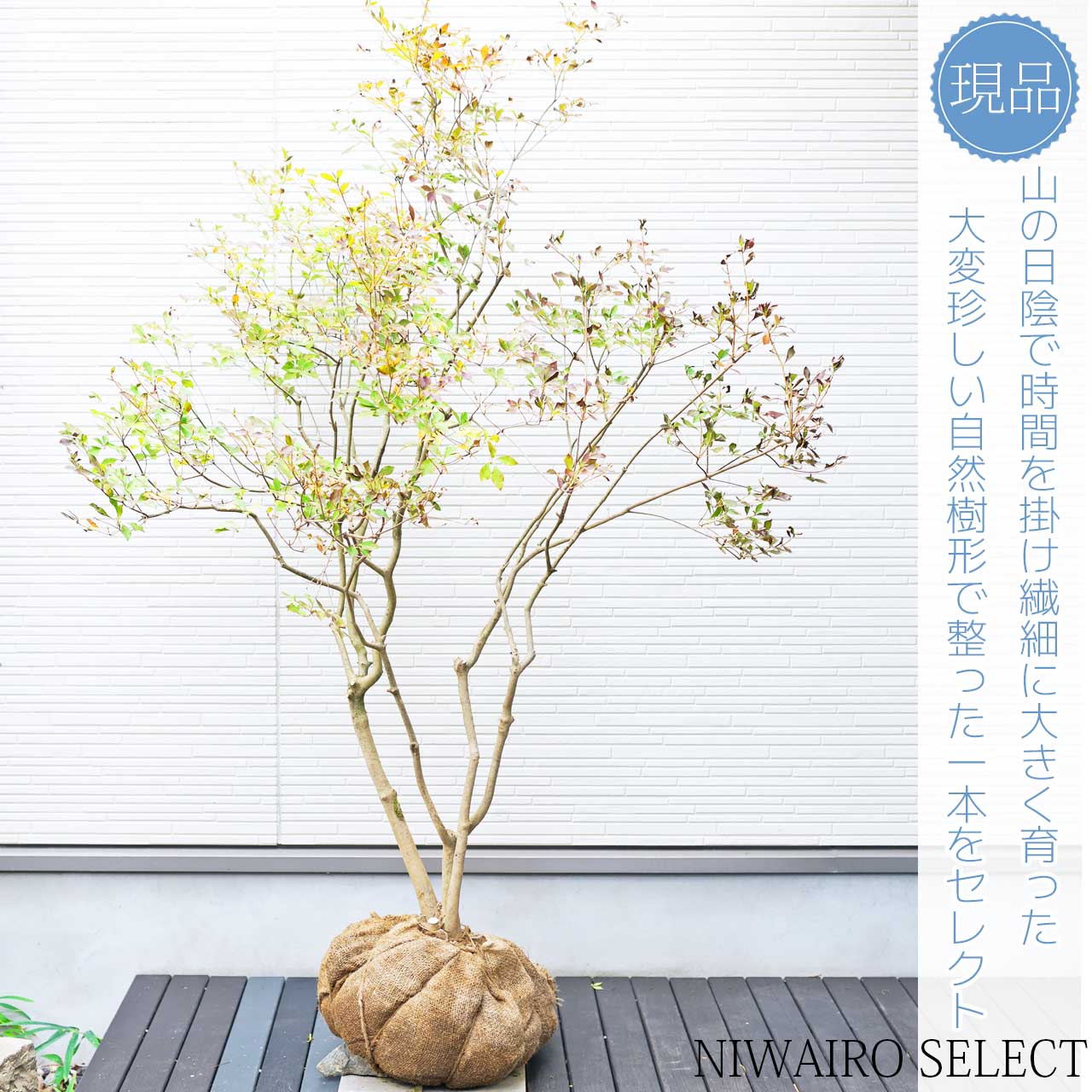 送料込み。山採りドウダンツツジ。 楽天市場】山採り【ドウダンツツジ