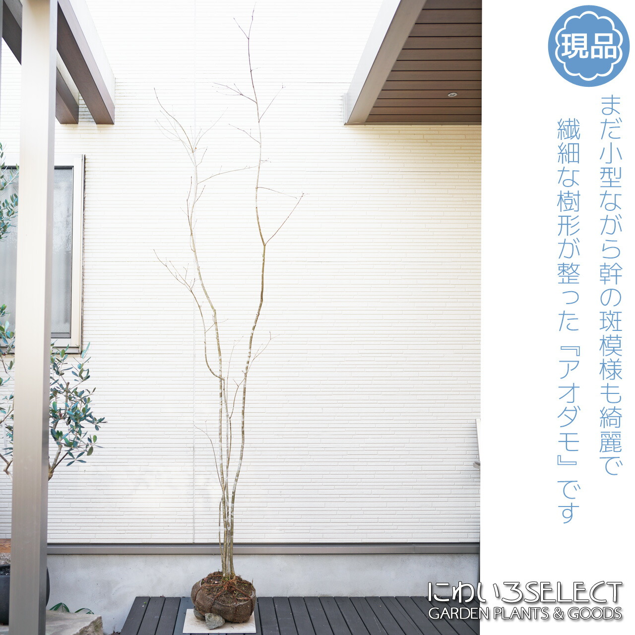 301 山採り アオダモ アオダモ / 301 【公式通販】