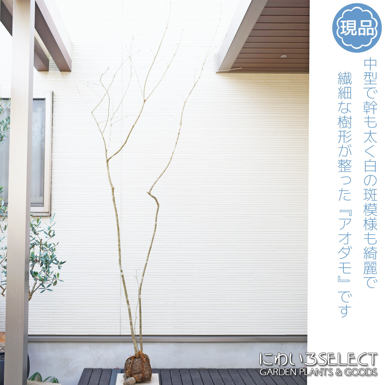 imgrc0097566985.jpg?fitin=272:272