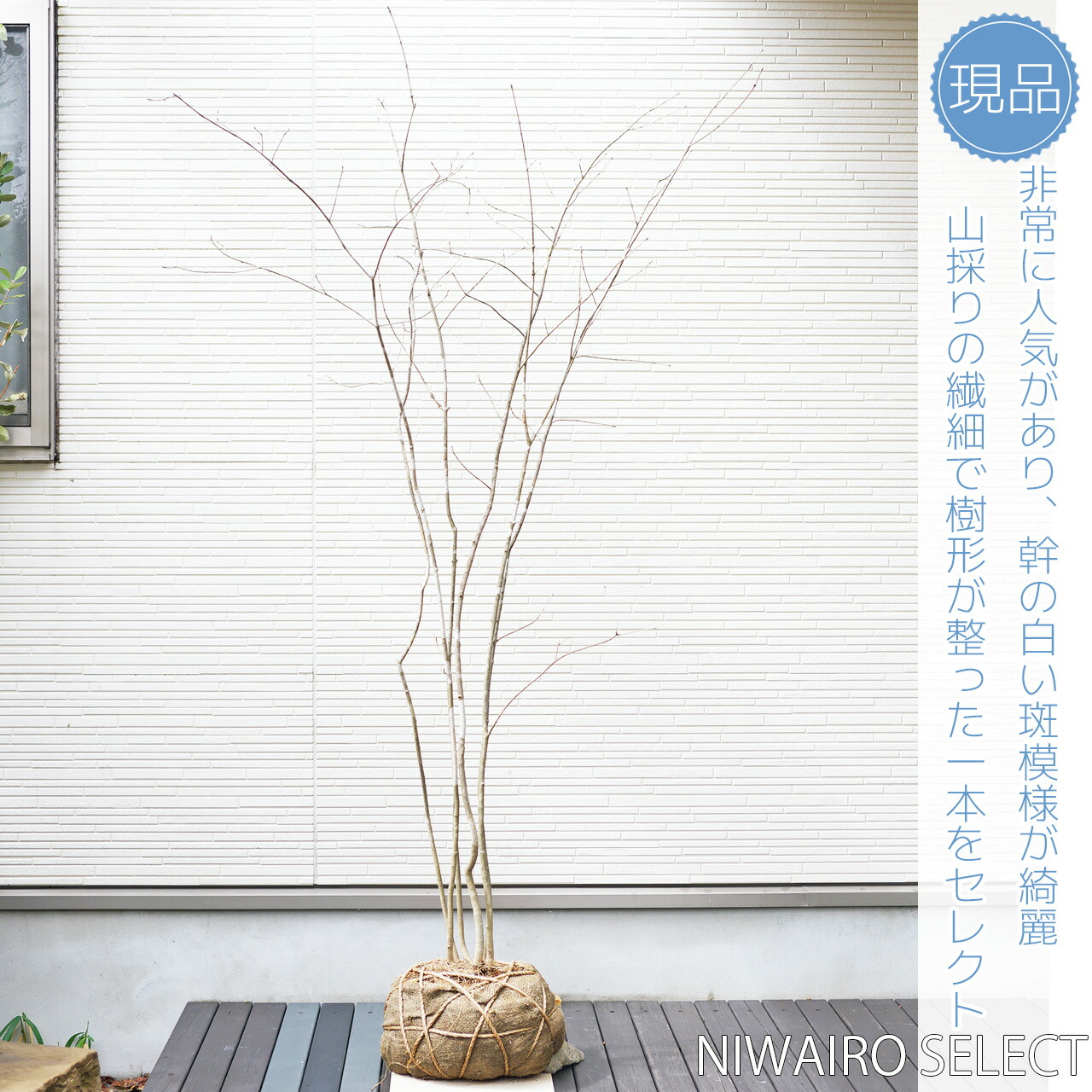 84 山採り アオダモ 山採り天然 アオダモ 5本株立ち 84