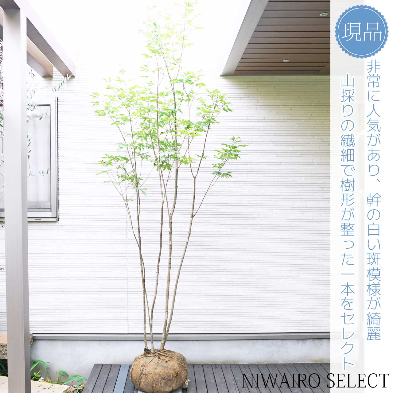 楽天市場】山採り【アオダモ】 株立ち 自然樹形 コバノトネリコ 樹高H