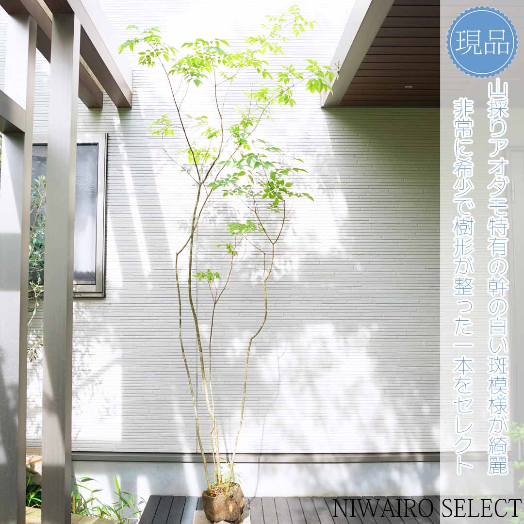 楽天市場】山採り【アオダモ】 株立ち 自然風樹形 コバノトネリコ 樹高