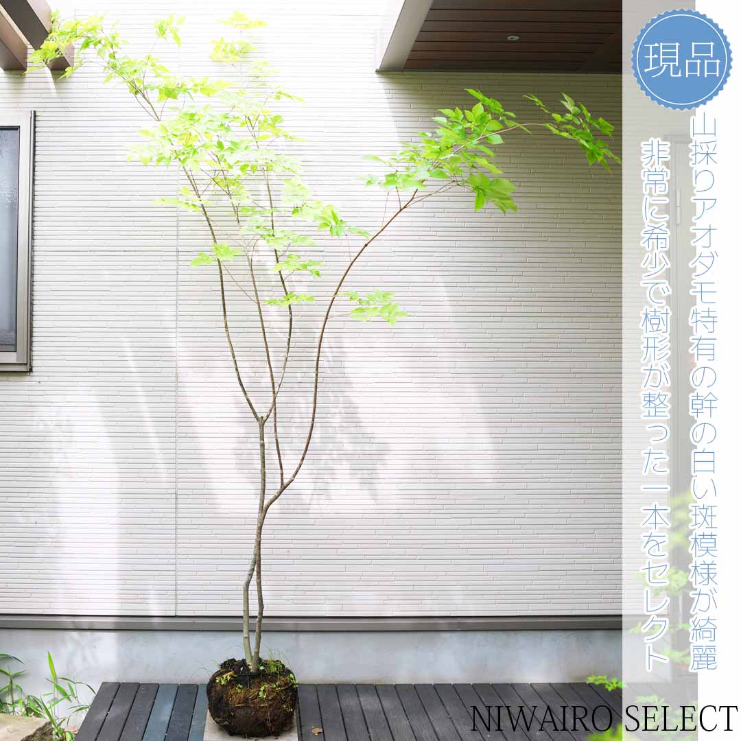 山採り アオダモ 自然樹形 楽天市場】山採り【アオダモ】自然風樹形