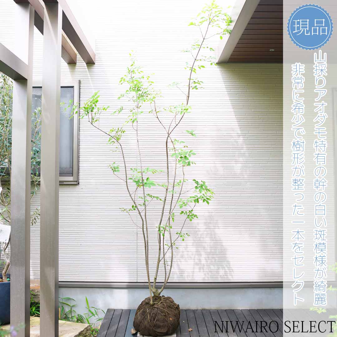 楽天市場】山採り【アオダモ】 株立ち 自然風樹形 コバノトネリコ 樹高