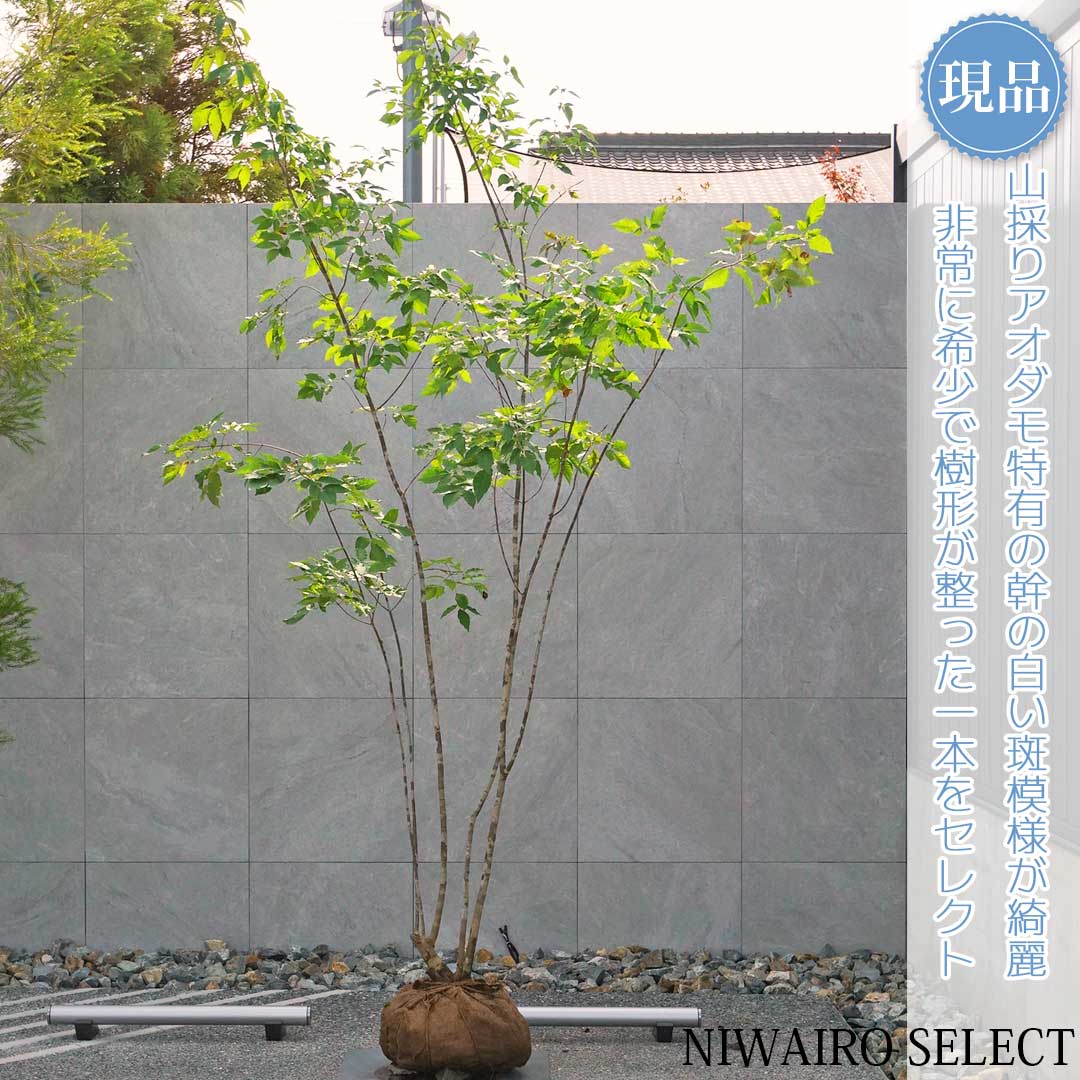 山採り アオダモ 自然樹形 楽天市場】山採り【アオダモ】自然風樹形
