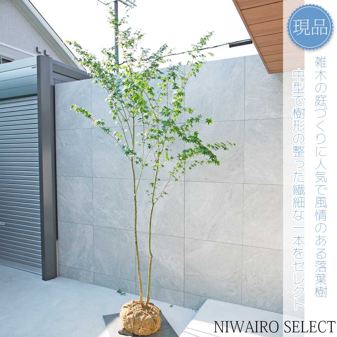 楽天市場】【現品】山採り【イロハモミジ】紅葉 株立ち 自然風樹形