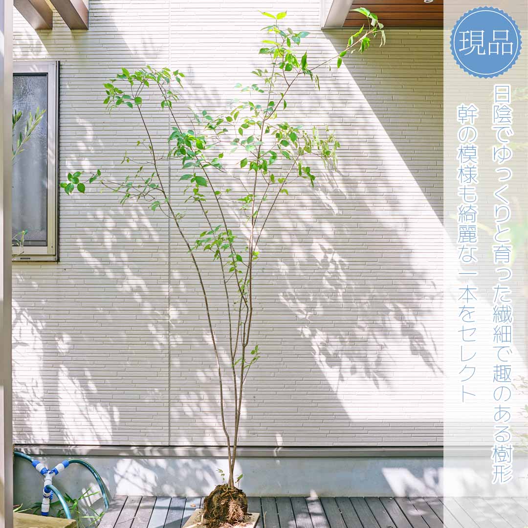 楽天市場】山採り【ヤマボウシ】山法師 株立ち 自然風樹形 樹高H≒210