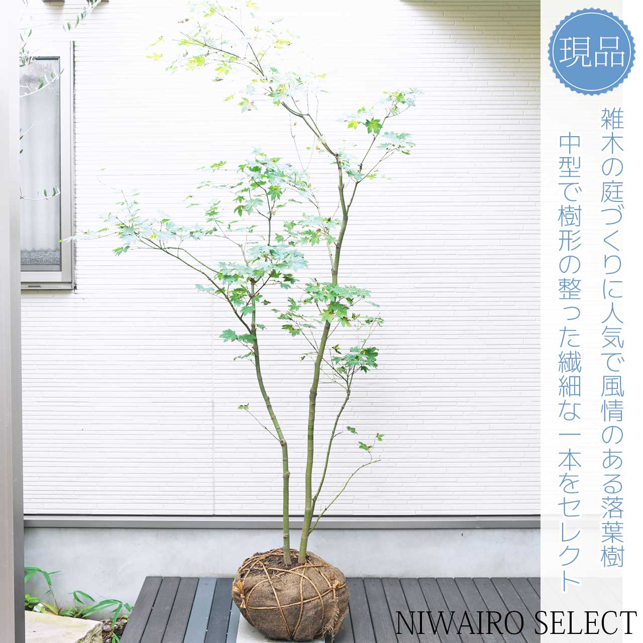 楽天市場】山採り【カエデ】楓 コハウチワカエデ 株立ち 自然樹形 樹高