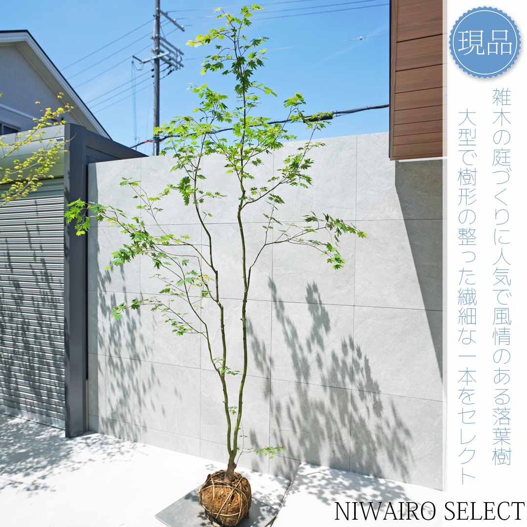 楽天市場】【現品】山採り【コハウチワカエデ】小羽団扇楓 自然風樹形