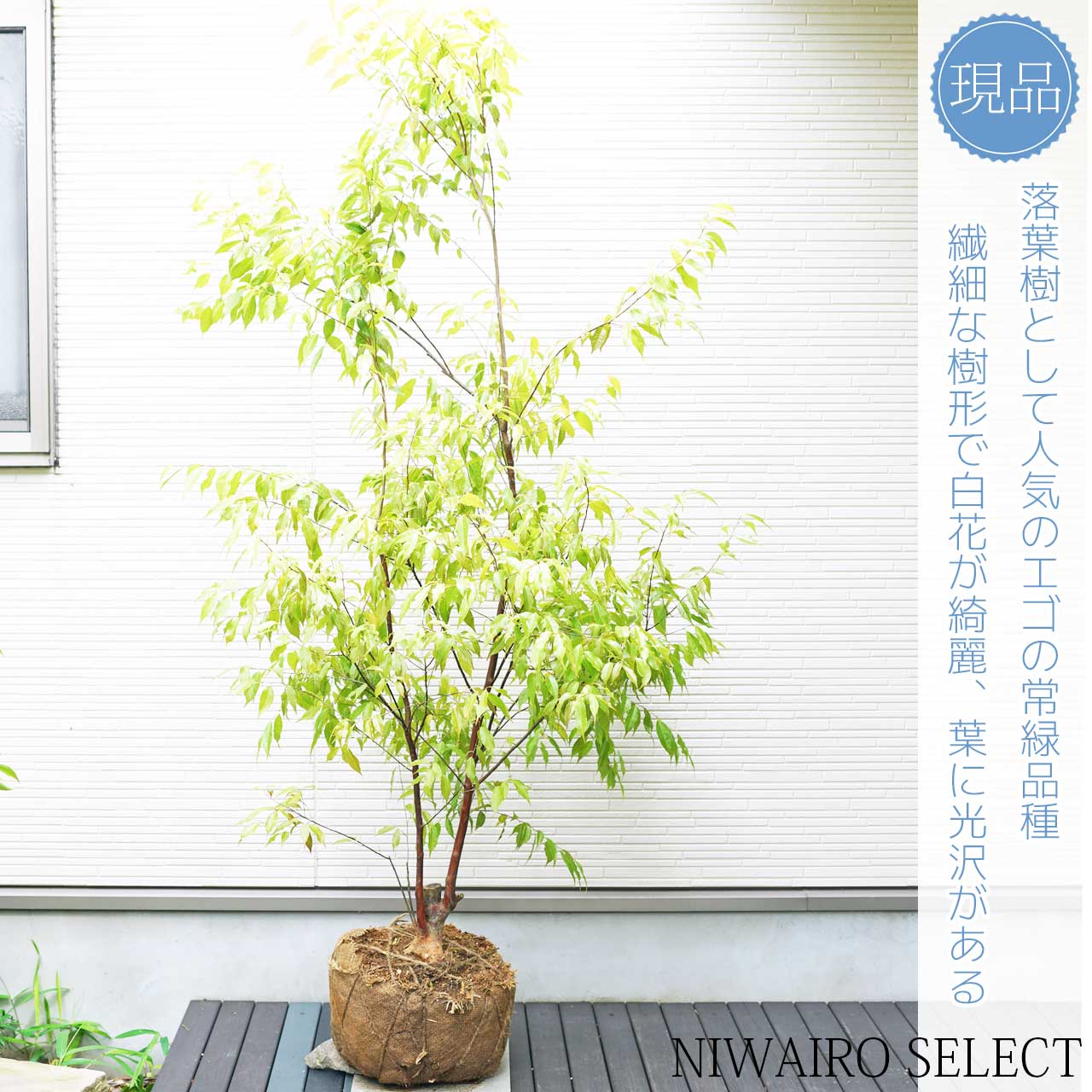 楽天市場】【トキワエゴノキ】 常緑エゴノキ 常盤 自然樹形 本株立ち