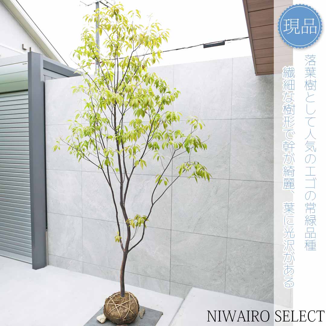 楽天市場】【現品】【常緑エゴノキ】トキワエゴノキ 常盤 自然風樹形