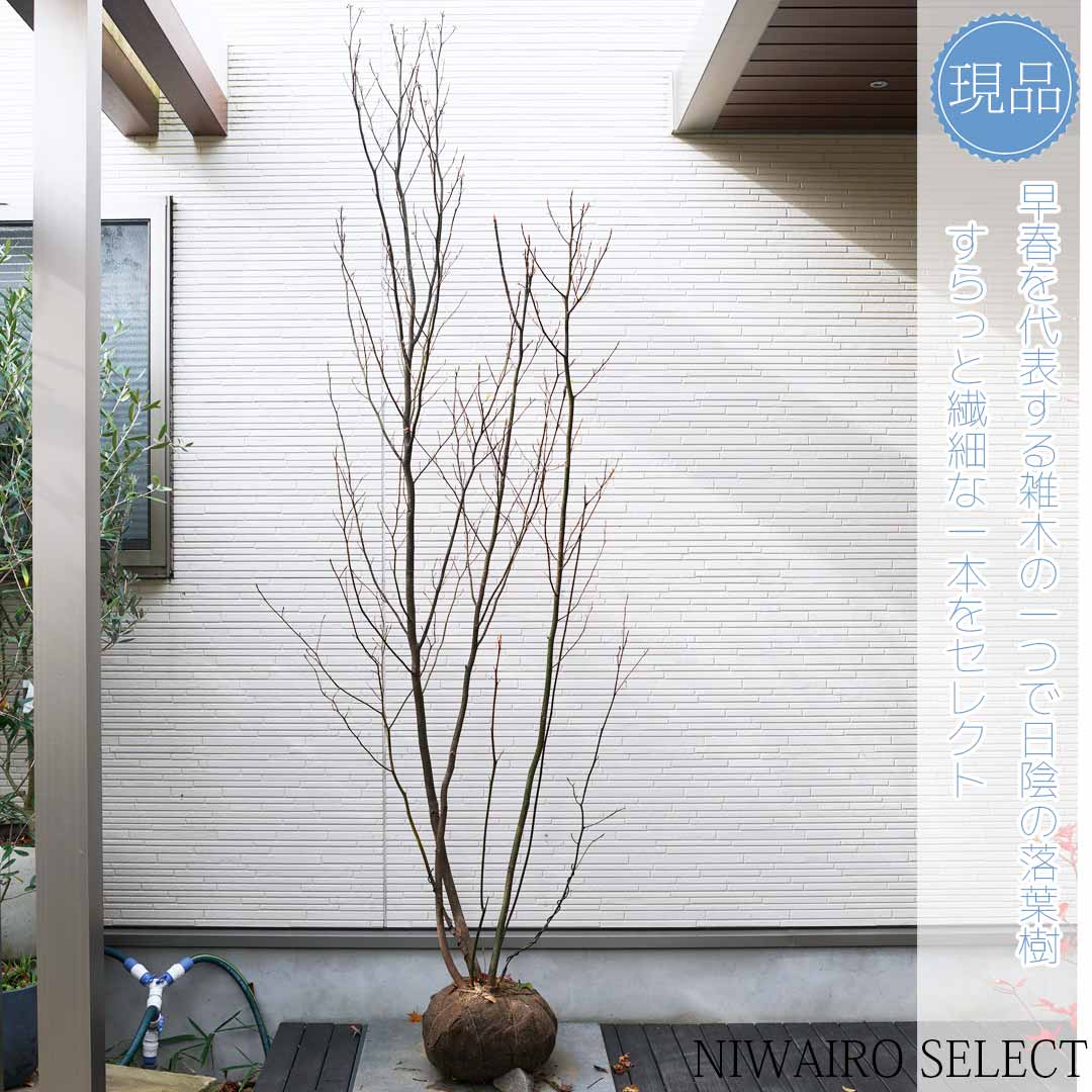 楽天市場】【現品】【クロモジ】黒文字 株立ち 自然風樹形 樹高H≒220