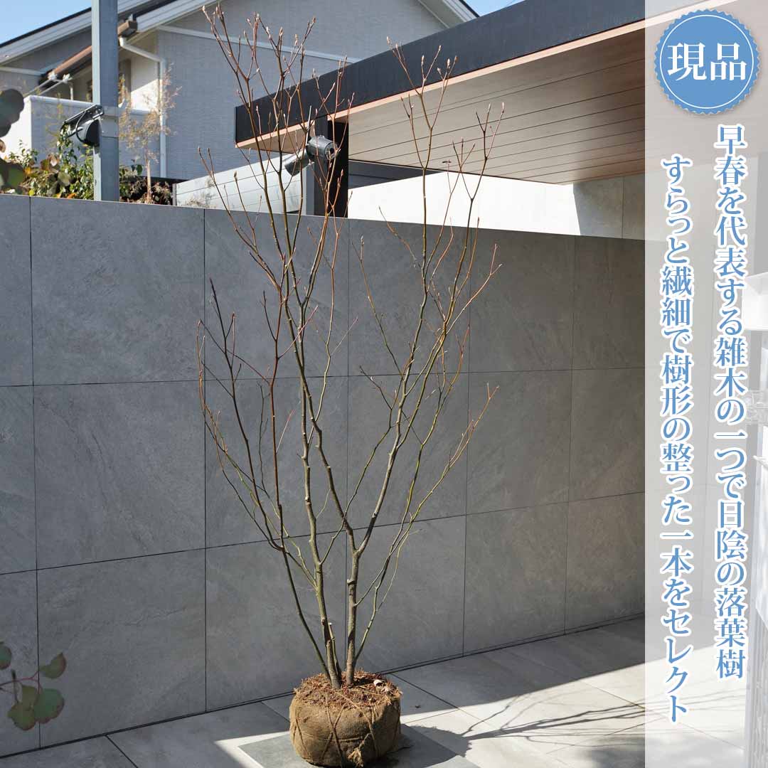 クロモジ 植木 株立」の人気商品一覧 | 安い商品を通販サイトから探す