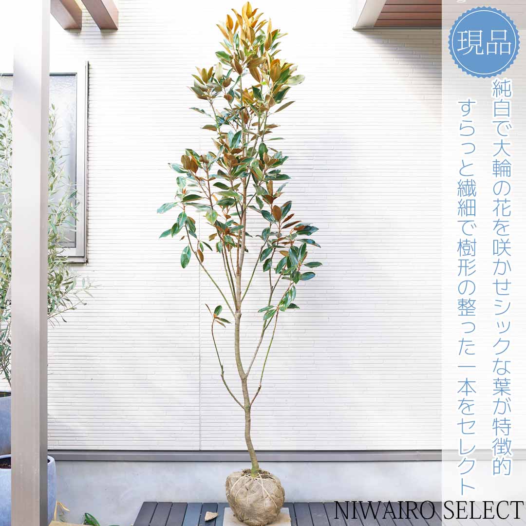 楽天市場】【リトルジェム】 タイサンボク 自然風樹形 樹高H≒205 × 枝