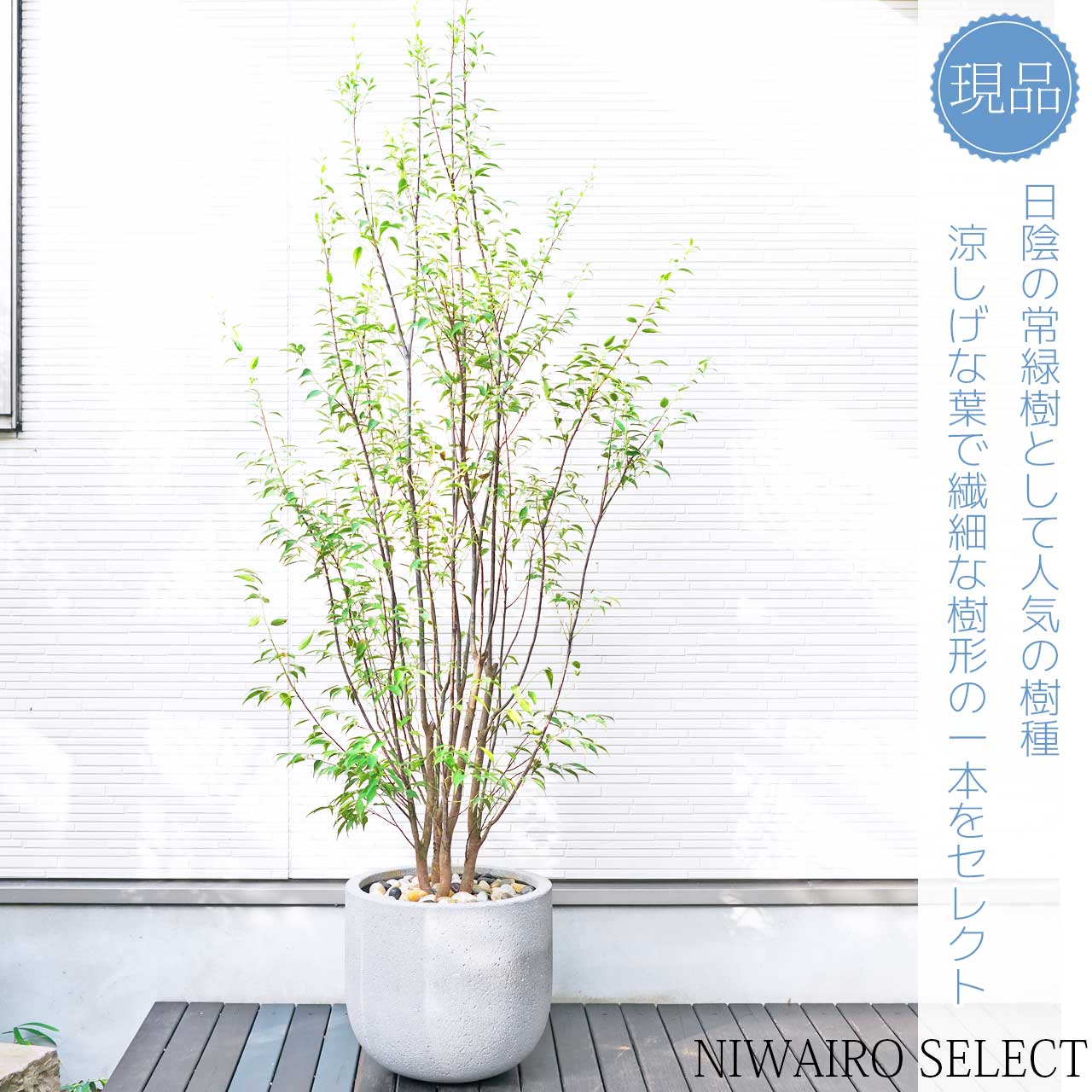 楽天市場】鉢植え【ハイノキ】 自然樹形 株立ち 全高H≒195 × 枝張W