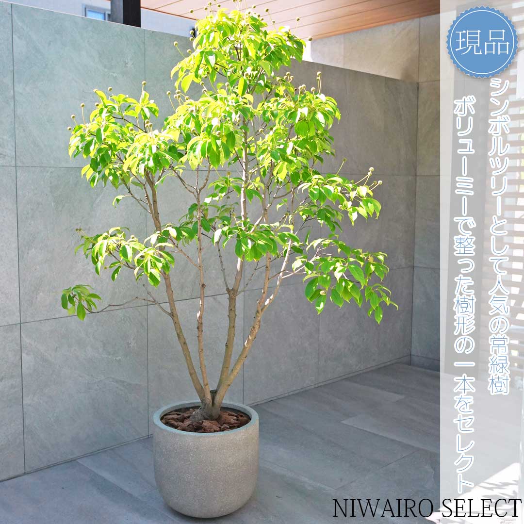 楽天市場】鉢植え【常緑ヤマボウシ】山法師 ホンコンエンシス 月光 本