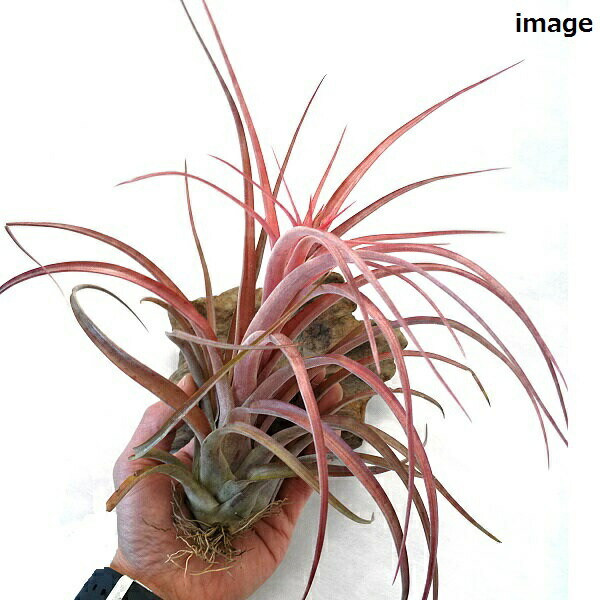 楽天市場】(希少・ハイブリッド) エアプランツ チランジア ラブノット