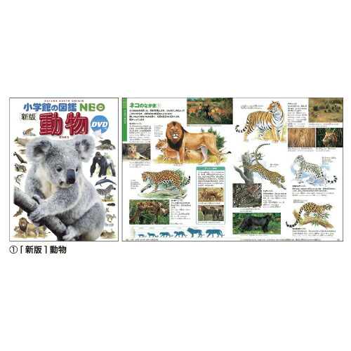 楽天市場】小学館の図鑑NEO (17)きのこｽﾞｶﾝNEOｷﾉｺ【小学館