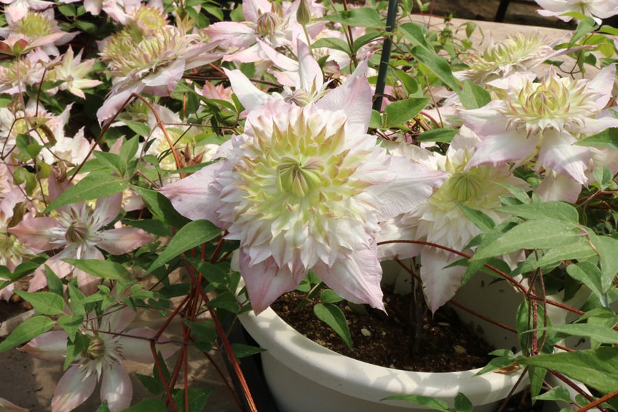 楽天市場】クレマチス '五弓桃万重' 系統：フロリダ系 4.5号ロング