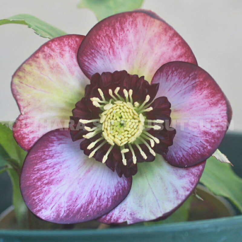 楽天市場】クリスマスローズ レッド バイカラー系（シングル）大苗