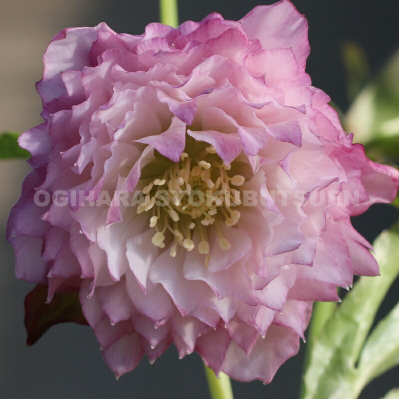 楽天市場】クリスマスローズ 多弁ダブル ピンク系 大苗 : おぎはら植物園