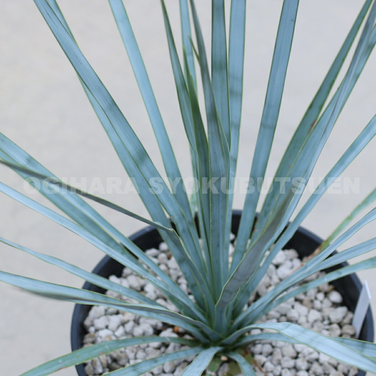 楽天市場】ユッカ リギダ : おぎはら植物園