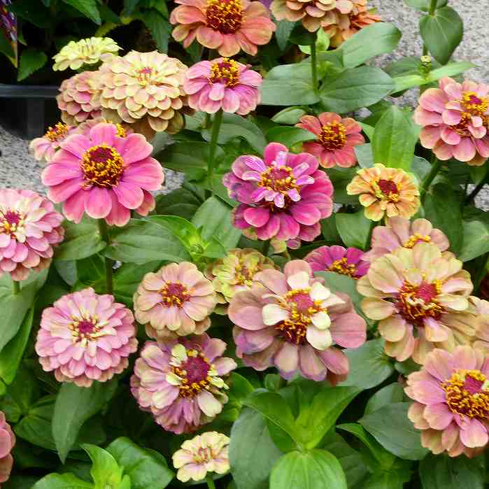 楽天市場】百日草 ジニア 苗 クイーンレッドライム 3.5号ポット 秋まで