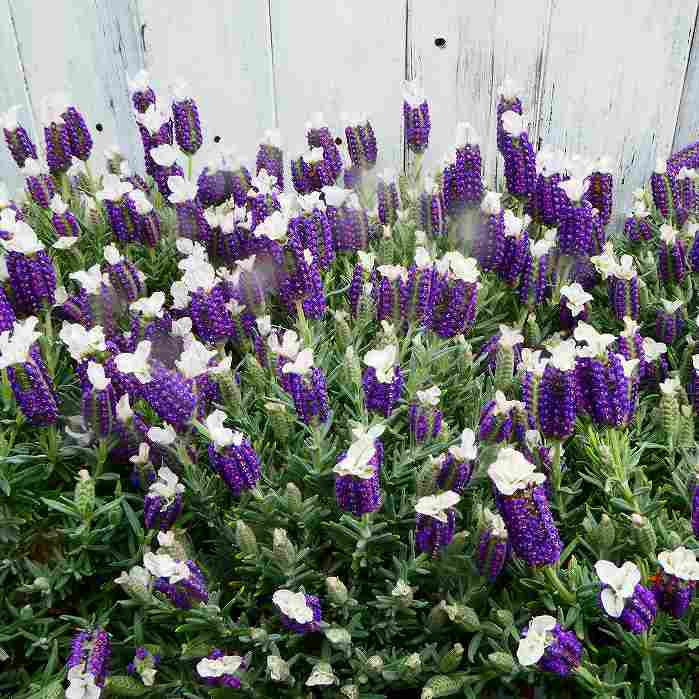 楽天市場】ラベンダー わたぼうし 5号鉢 フレンチラベンダー 苗 鉢植え