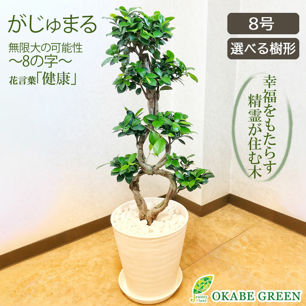楽天市場】観葉植物 大型 ガジュマル がじゅまる フィカス 8の字 8号
