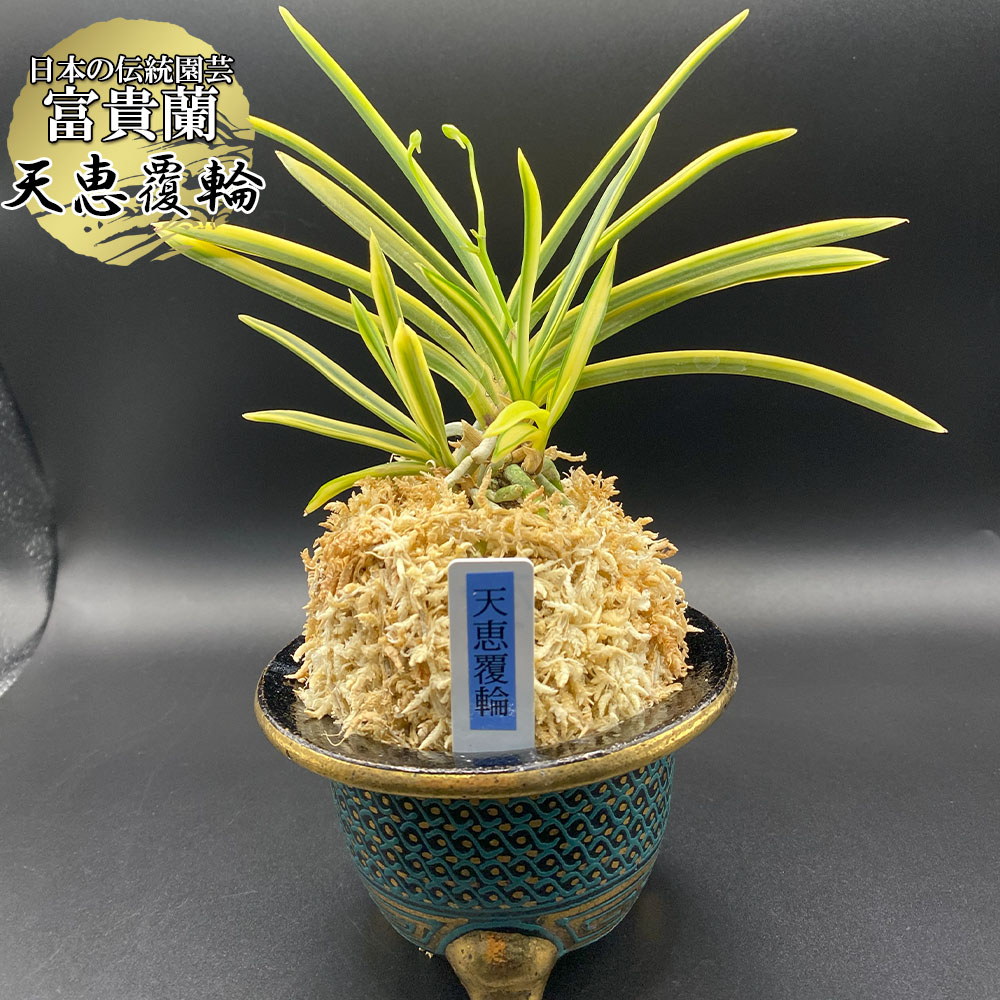 楽天市場】【店内全品2個同時購入10％OFFクーポン配布中】 富貴蘭 風蘭