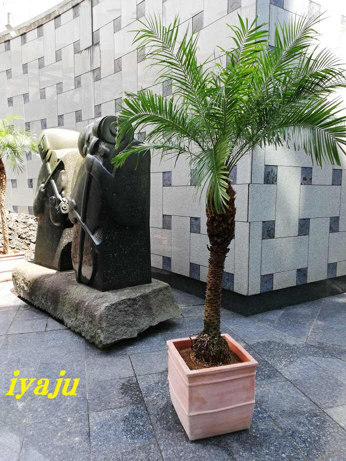 楽天市場】フェニックスロベレニー（シンノウヤシ：1219）ヤシの木