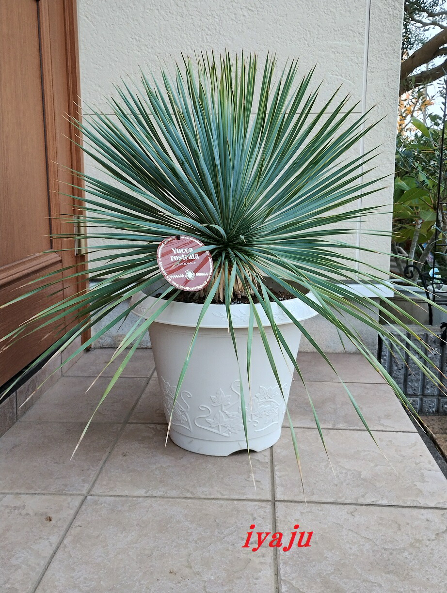 楽天市場】期間限定 ポイント5倍 ユッカ ロストラータ 12号（0011