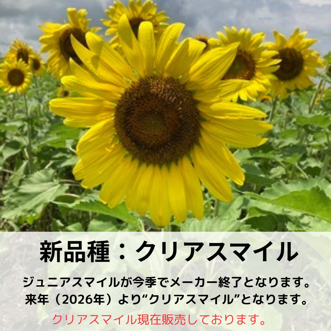 楽天市場】ひまわり 種 クリアスマイル 0.5kg 景観用 営利 タキイ種苗