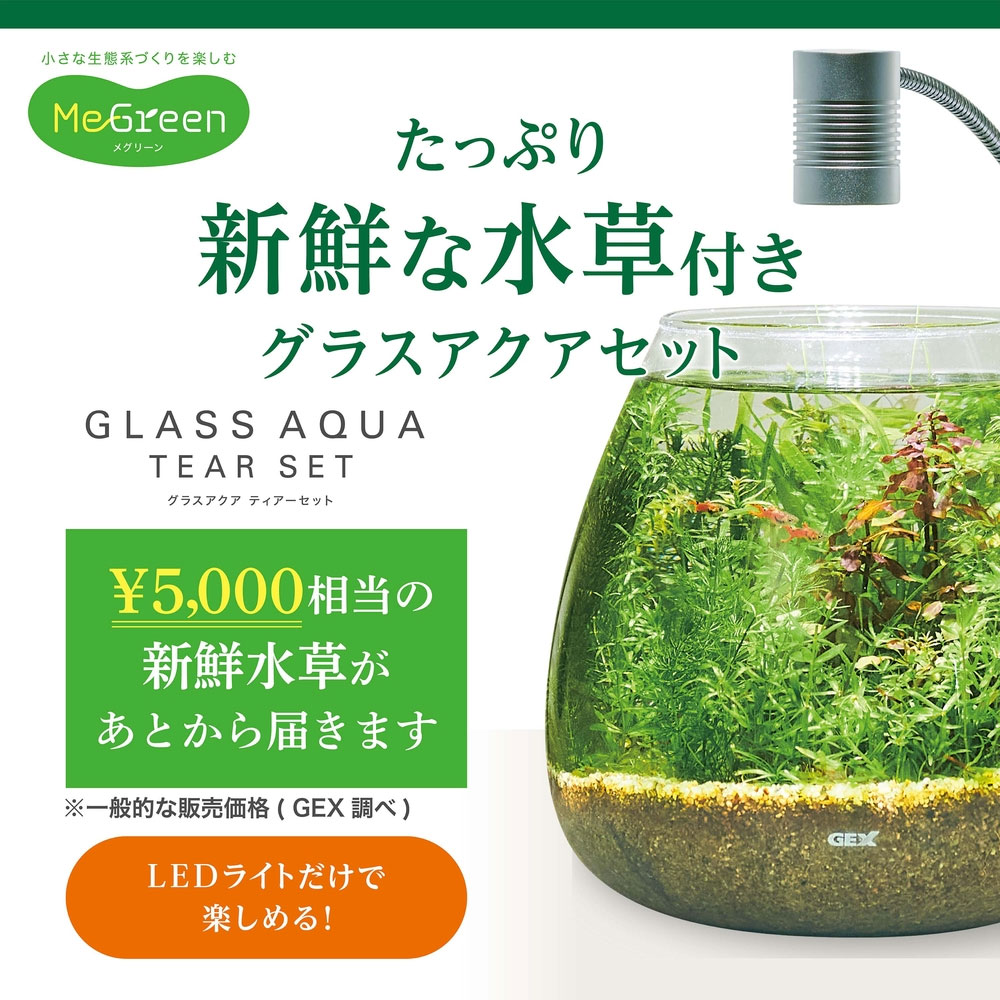 楽天市場】GEX MeGreen 新鮮な水草付き グラスアクアティアーセット