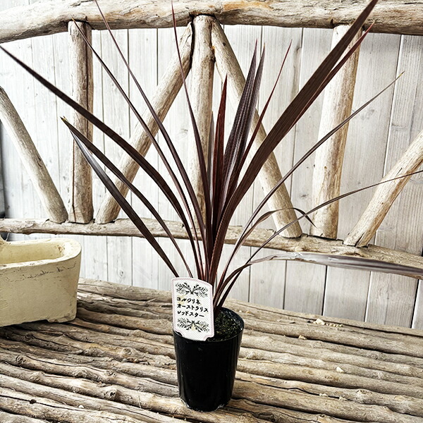 楽天市場】コルジリネ レッドスター 観葉植物 リーフプランツ