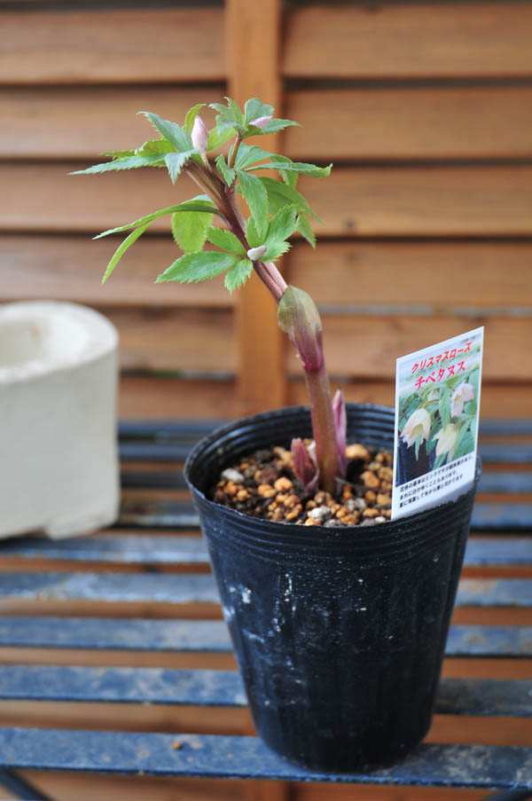 楽天市場】クリスマスローズ チベタヌス 花苗 原種クリスマスローズ
