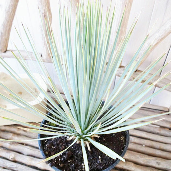 楽天市場】ユッカ ロストラータ 苗 レアな希少種 珍しい ビックベンド