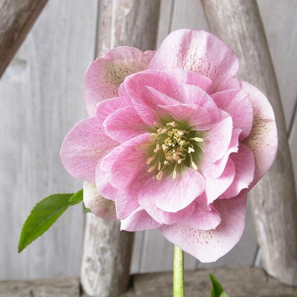 楽天市場】クリスマスローズ ダブル 開花株 スプレーピンク 5号 現品