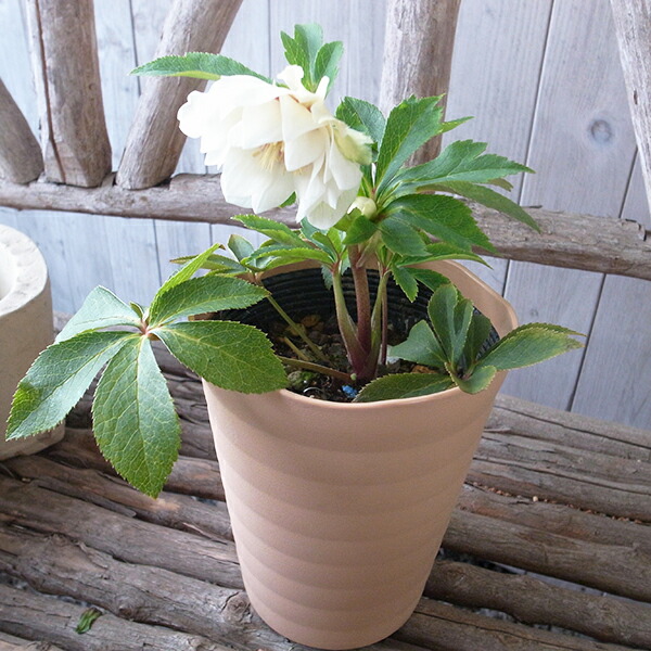 楽天市場】クリスマスローズ ダブル 開花株 ホワイトゴールド