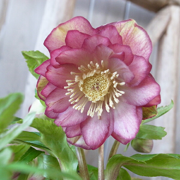 楽天市場】クリスマスローズ ダブル 開花株 ピンクグラデーション