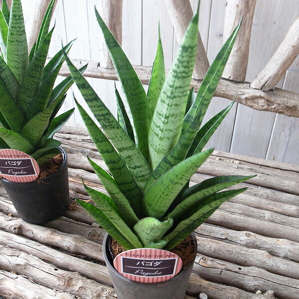 楽天市場】レア サンセベリア パゴダ 3.5号バイオマス鉢 高さ25cm