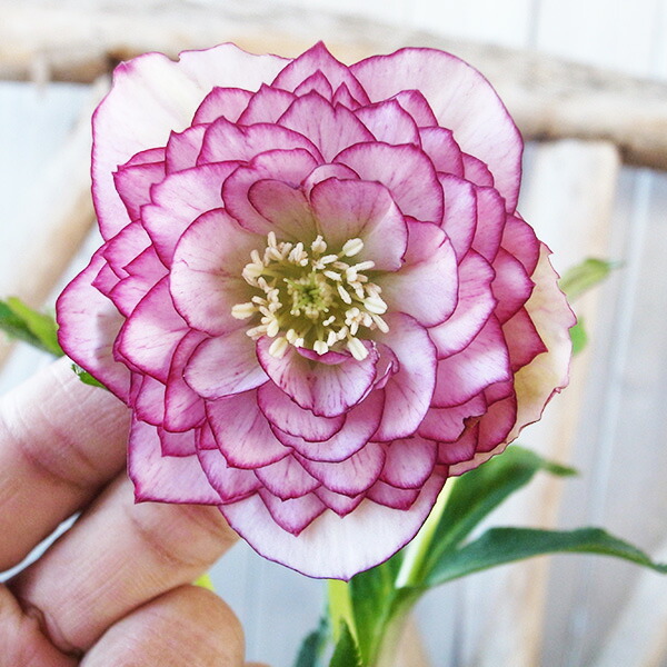 楽天市場】クリスマスローズ ダブル 開花株 ピンクグラデーション